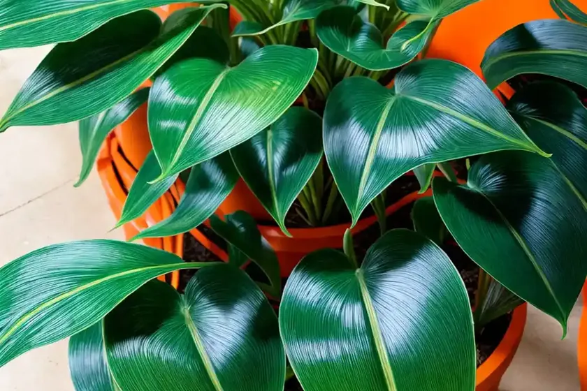 Philodendron ‘prince of orange’ (philodendron ‘prince of orange’) — photo 2