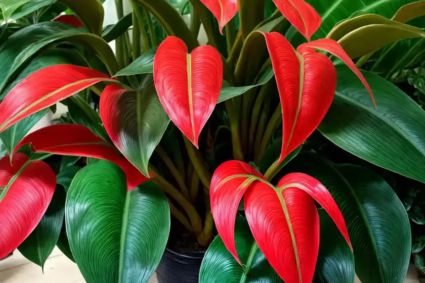 Philodendron rojo congo (philodendron rojo congo) — photo 2