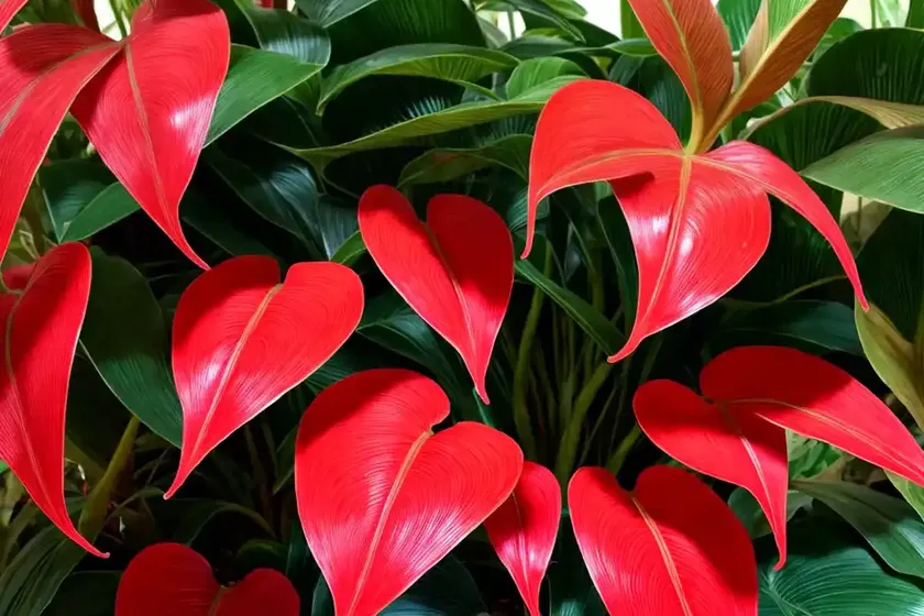 Philodendron rojo congo (philodendron rojo congo) — photo 3