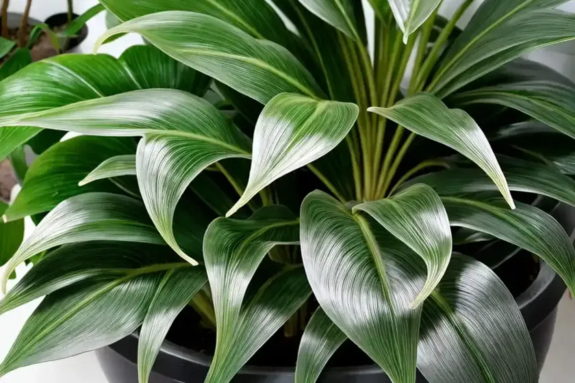 Philodendron silver sword (philodendron hastatum ‘silver sword’) — photo 3
