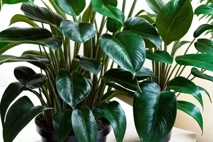 Philodendron subhastatum (philodendron subhastatum) — photo 2