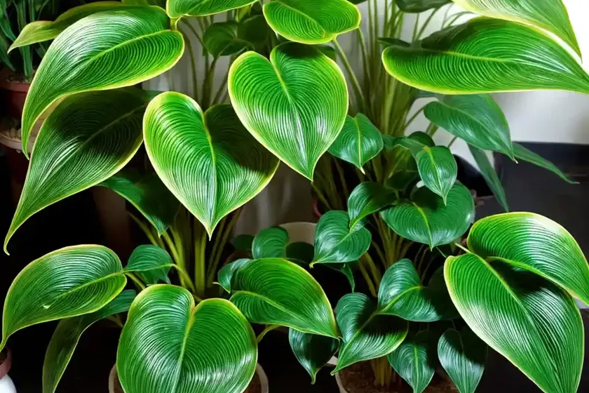 Philodendron subhastatum (philodendron subhastatum) — photo 3