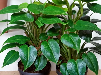 Philodendron Subhastatum (Philodendron Subhastatum)