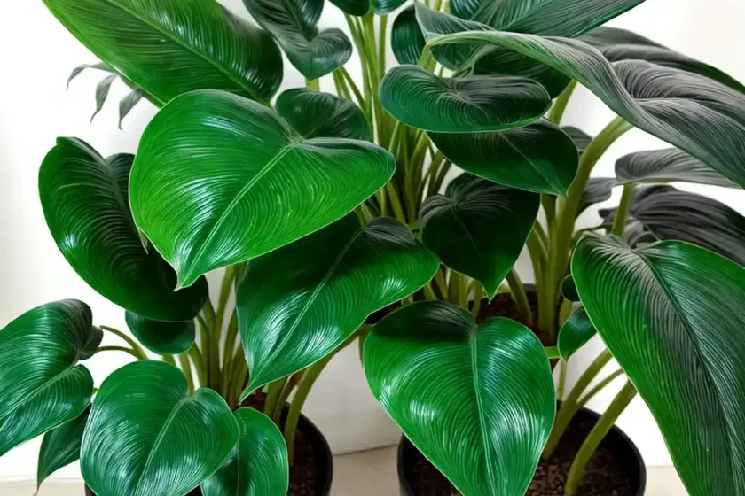 Philodendron Wend Imbe (Philodendron ‘wend-imbe’) — photo 3
