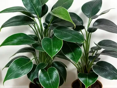 Philodendron Winterbourn (Philodendron Xanadu’)
