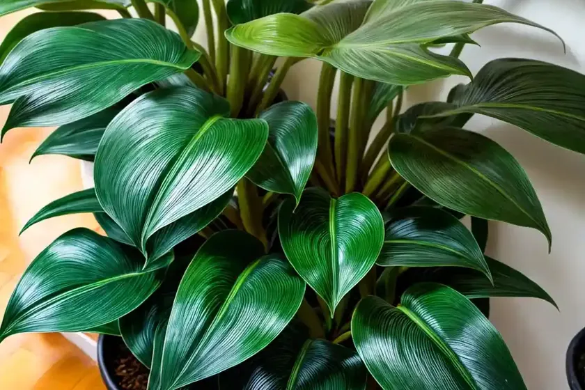 Philodendron xanadu (philodendron xanadu) — photo 3