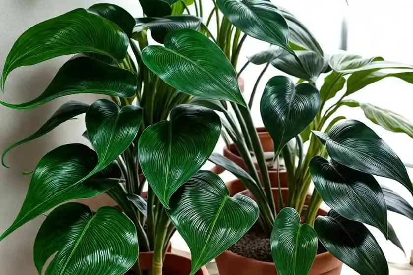 Philodendrons (philodendron) — photo 2