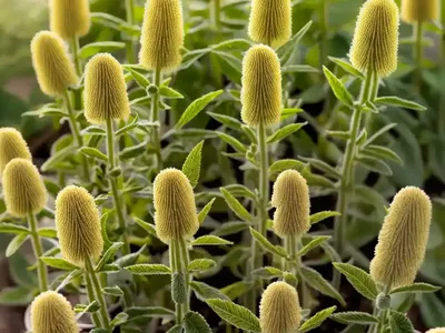Phlomis Fruticosa (Jerusalem Sage)