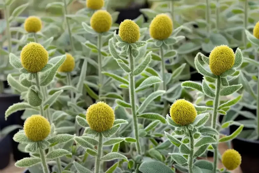 Phlomis lanata ‘pygmy’ (woolly jerusalem sage) — photo 2