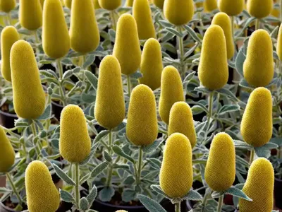 Phlomis Lanata (Woolly Jerusalem Sage)