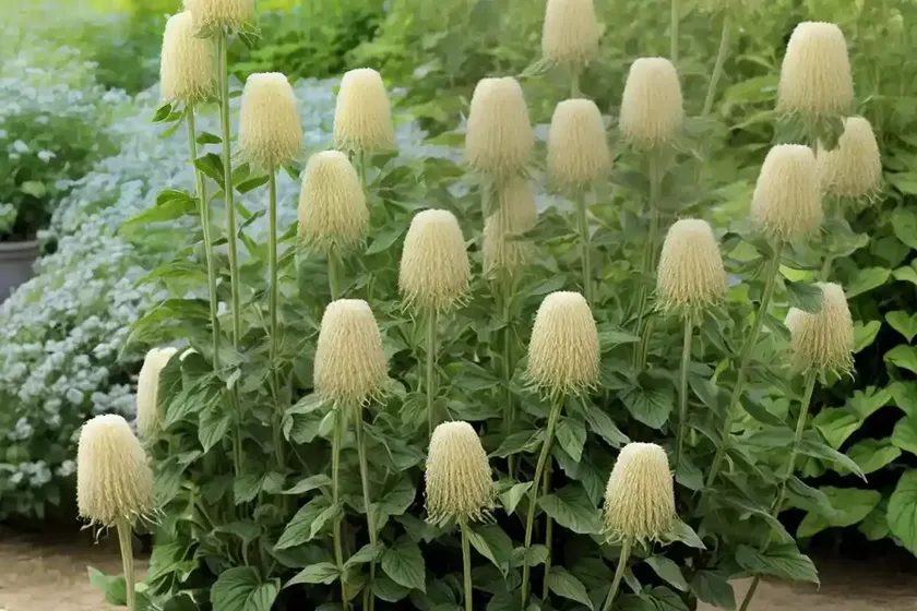 Phlomis (phlomis longifolia) — photo 3