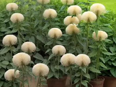 Phlomis (Phlomis Longifolia)