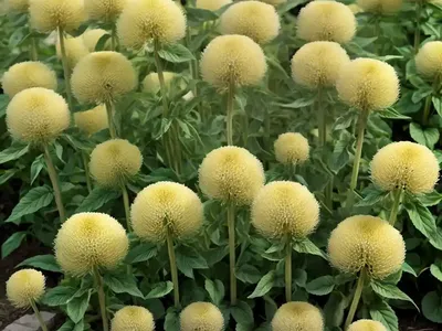 Phlomis (Phlomis Tuberosa ‘Amazone’)