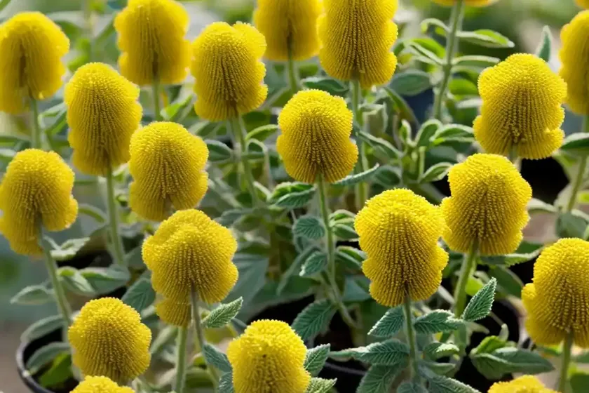 Phlomis russeliana (jerusalem sage) — photo 3