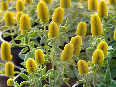 Phlomis Russeliana (Jerusalem Sage)