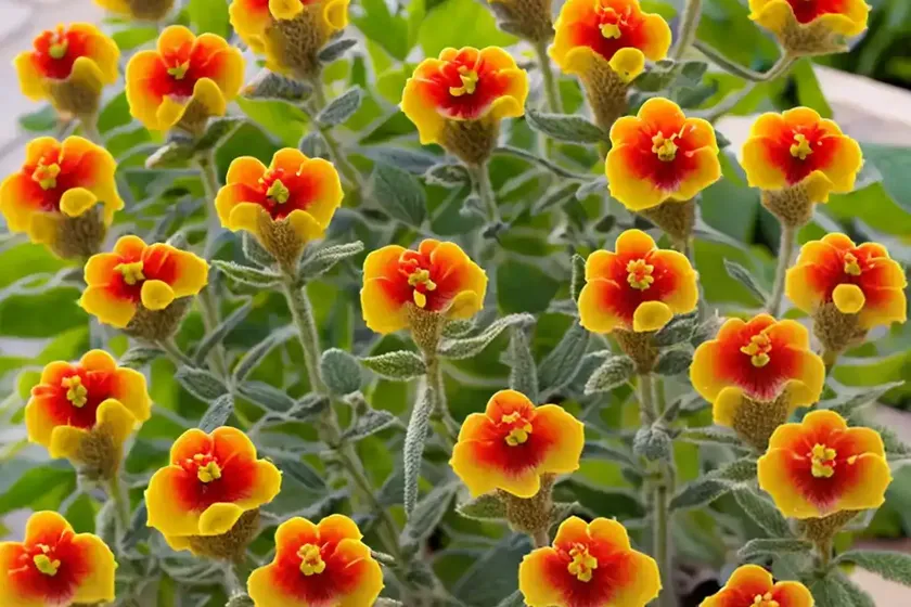 Phlomis tuberosa (jerusalem sage) — photo 2