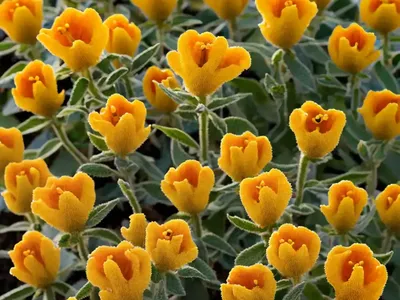 Phlomis Tuberosa (Jerusalem Sage)
