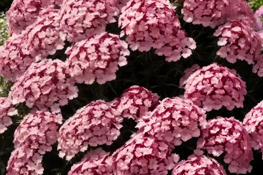 Phlox Drummondii ‘Cherry Caramel’ (Annual Phlox) — photo 2
