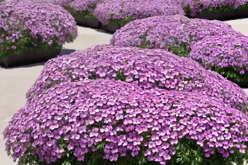 Phlox nana (santa fe phlox) — photo 2