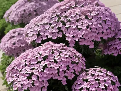 Phlox Nana (Santa Fe Phlox)