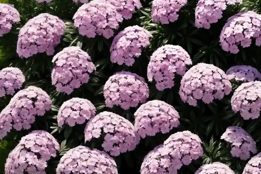 Phlox paniculata ‘backlight’ (garden phlox) — photo 2