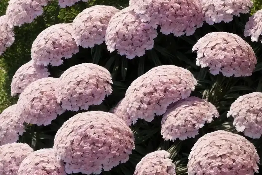 Phlox paniculata ‘backlight’ (garden phlox)