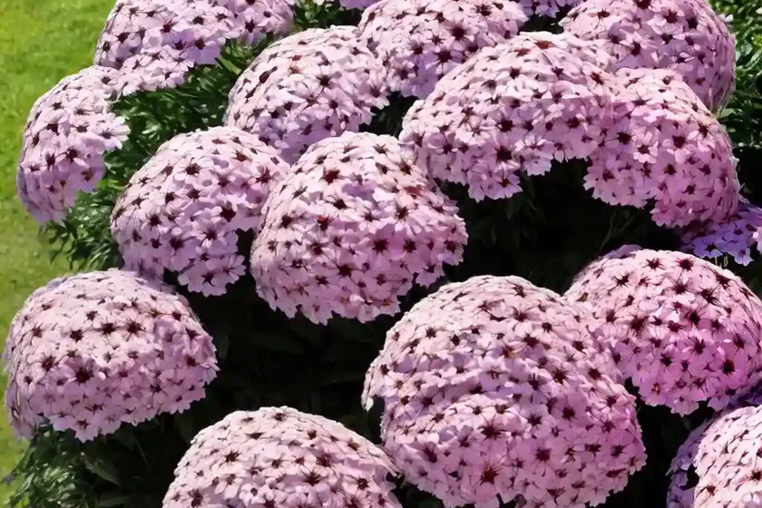 Phlox paniculata ‘bright eyes’ (garden phlox) — photo 3