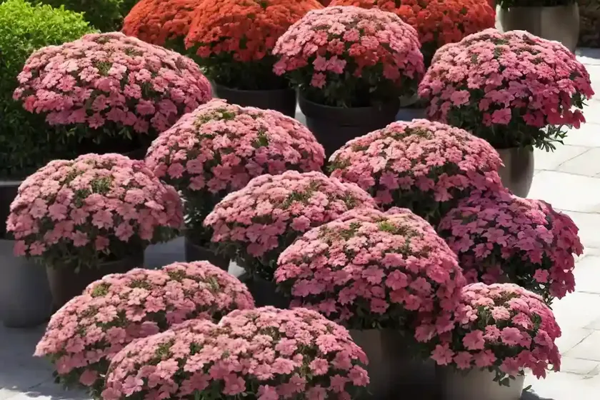 Phlox paniculata coral flame (garden phlox) — photo 2
