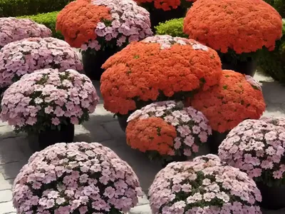 Phlox Paniculata Coral Flame (Garden Phlox)