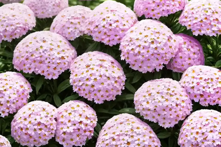Phlox paniculata cotton candy (garden phlox) — photo 2