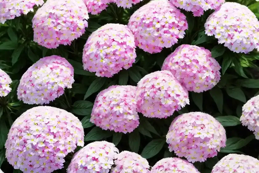 Phlox paniculata cotton candy (garden phlox) — photo 3