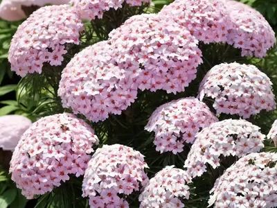 Phlox Paniculata Cotton Candy (Garden Phlox)
