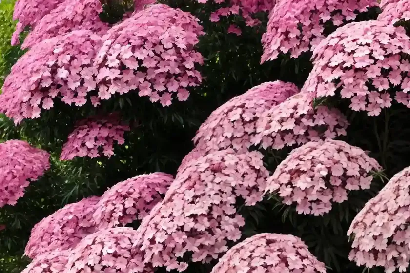 Phlox paniculata flame pro cerise (garden phlox) — photo 3
