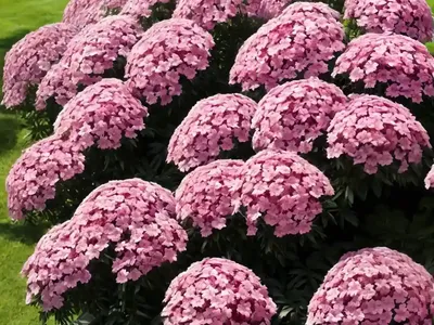 Phlox Paniculata Flame Pro Cerise (Garden Phlox)