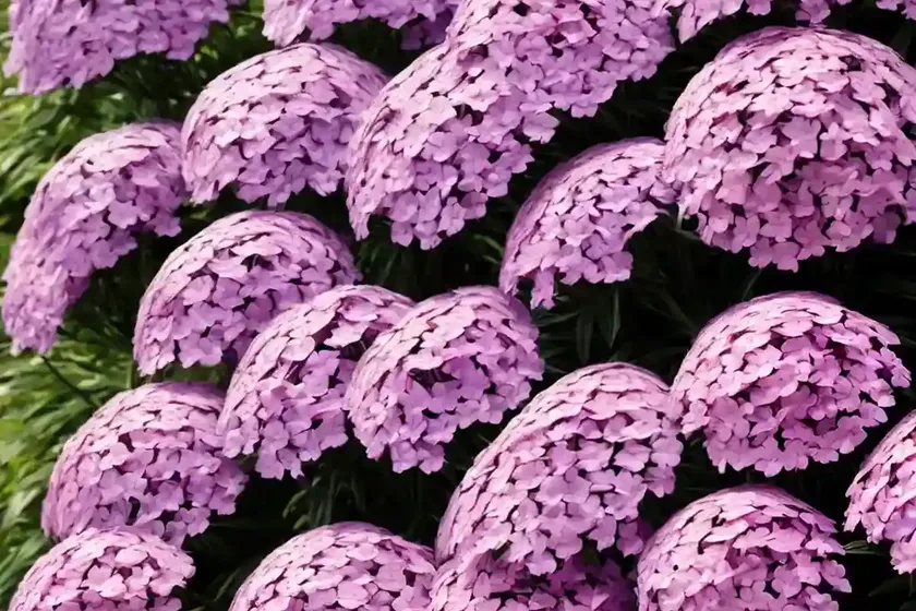Phlox paniculata flame purple eye (garden phlox) — photo 2