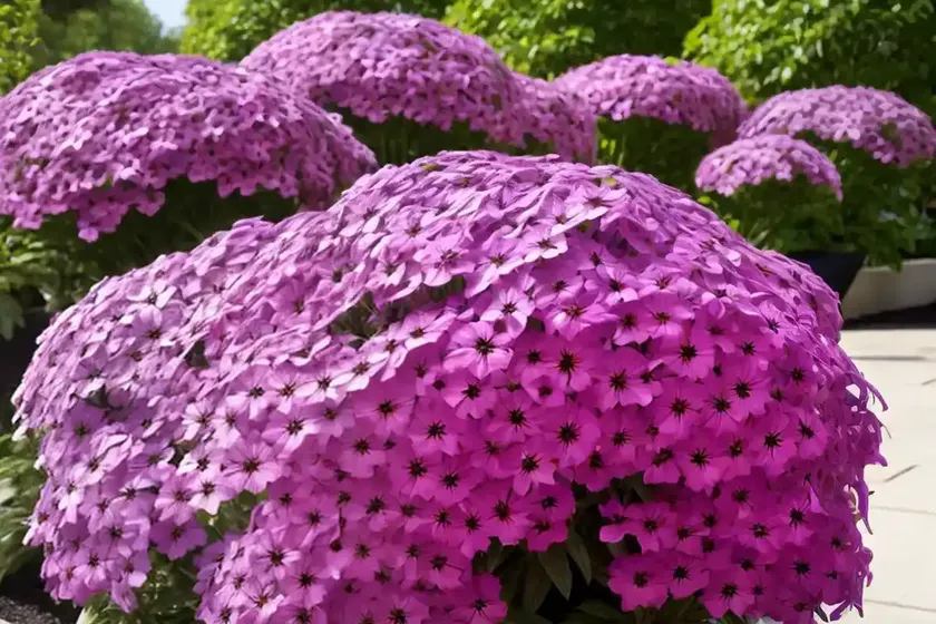 Phlox paniculata flame purple eye (garden phlox) — photo 3