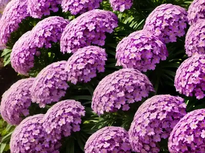 Phlox Paniculata Flame Purple Eye (Garden Phlox)