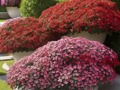 Phlox Paniculata Flame Red (Garden Phlox)