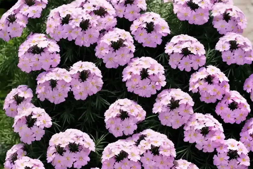 Phlox Paniculata ‘Glamour Girl’ (Garden Phlox) — photo 2
