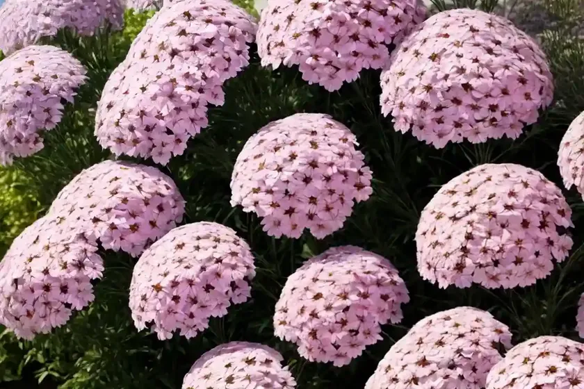 Phlox Paniculata ‘Glamour Girl’ (Garden Phlox) — photo 3