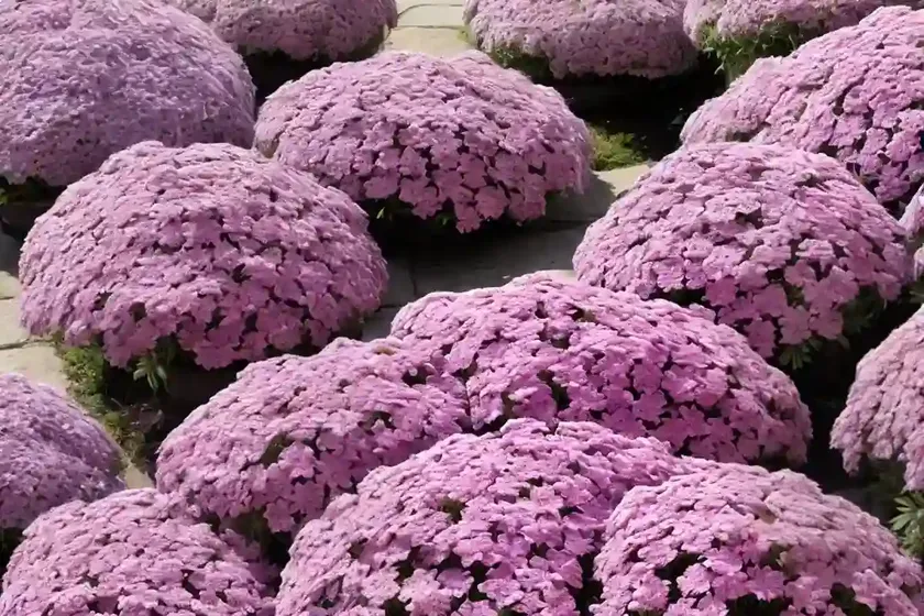 Phlox stolonifera (creeping phlox) — photo 3