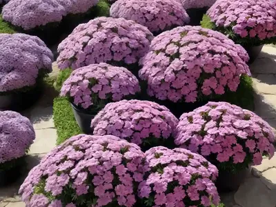 Phlox Stolonifera (Creeping Phlox)