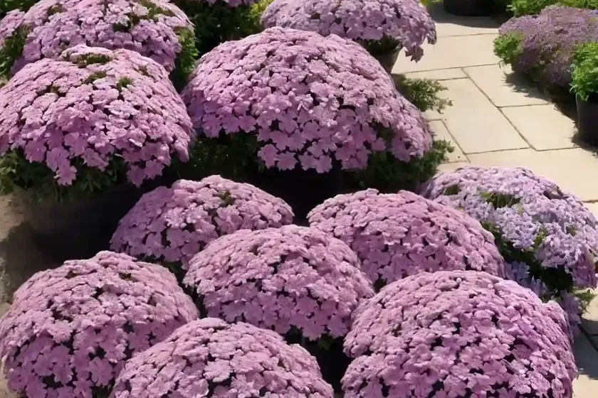 Phlox subulata ‘amazing grace’ (creeping phlox) — photo 2