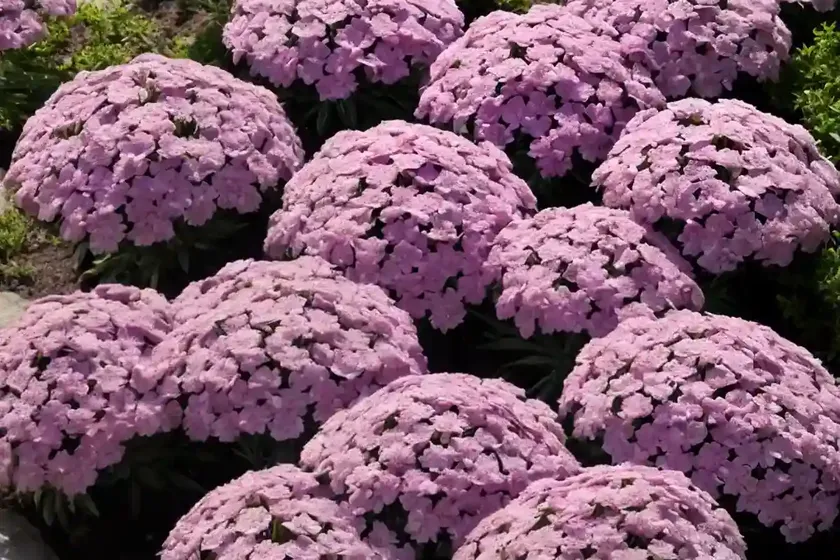 Phlox subulata ‘amazing grace’ (creeping phlox) — photo 3