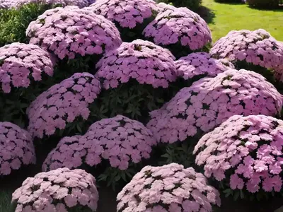 Phlox Subulata ‘Amazing Grace’ (Creeping Phlox)