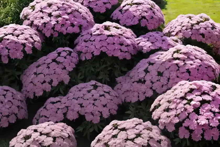 Phlox subulata ‘amazing grace’ (creeping phlox)