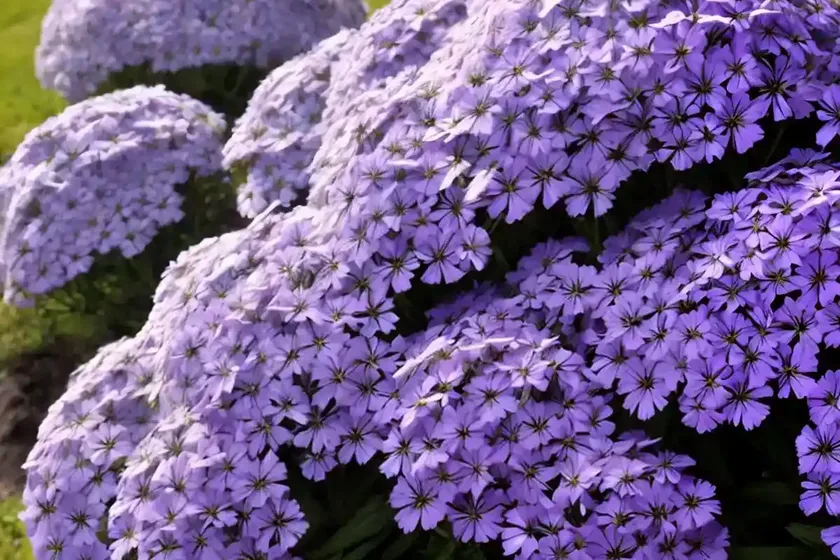 Phlox subulata ‘blue emerald’ (creeping phlox) — photo 2
