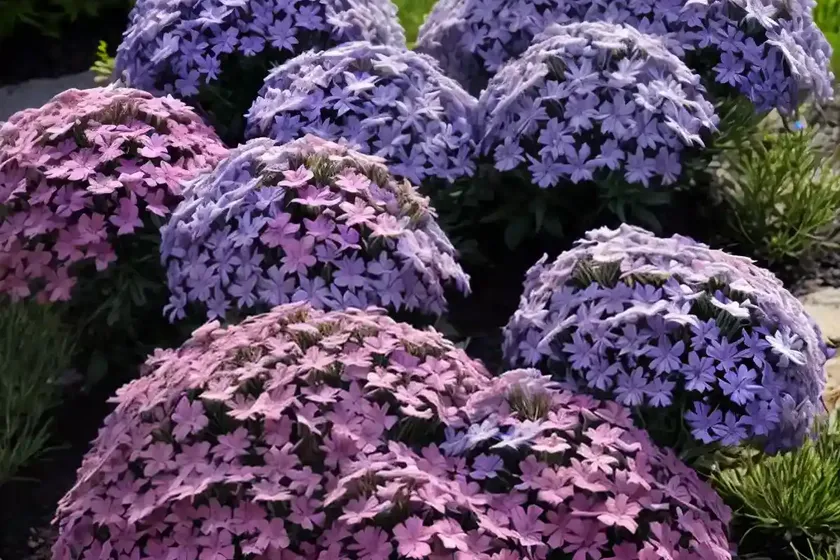Phlox subulata ‘blue emerald’ (creeping phlox) — photo 3