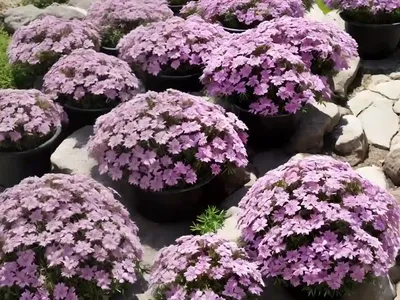 Phlox Subulata (Creeping Phlox)