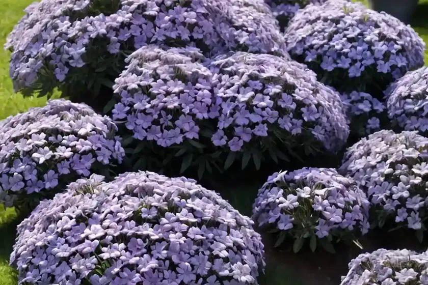 Phlox subulata ‘emerald cushion blue’ (creeping phlox) — photo 2